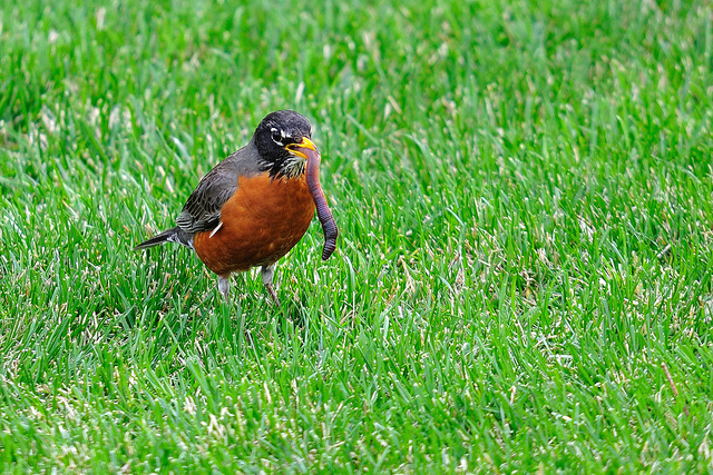 Robin with Worm