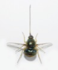 Acroceridae