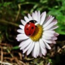 Ladybeetle1