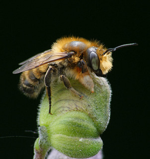Megachile2