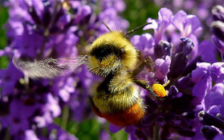 REd banded bombus