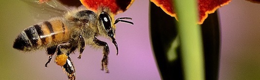 Bee by pieterz on Pixabay