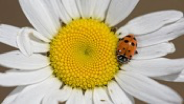 ladybeetle2