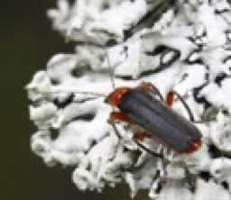 soldierbeetle1