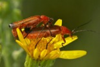 soldierbeetle2