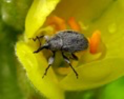 weevil1