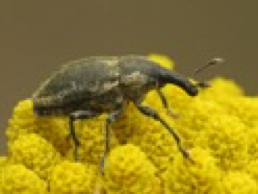 weevil2