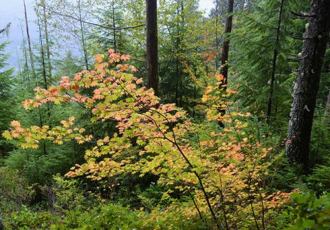 Acer circinatum - Vine Maple