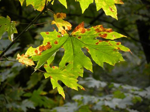 Big Leaf or Oregon Maple (Acer macrophyllum) - Heritage Fruit Trees