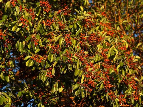 Pacific_Madrone