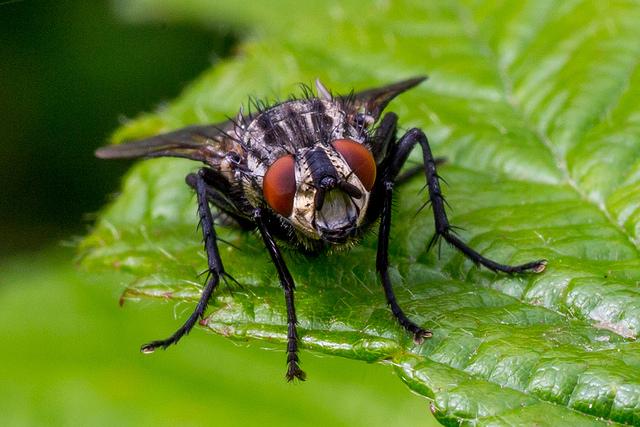 flesh-flies-urban-garden-ecology