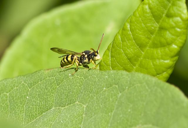 Classic/Typical Cuckoo-Bees | Urban Garden Ecology