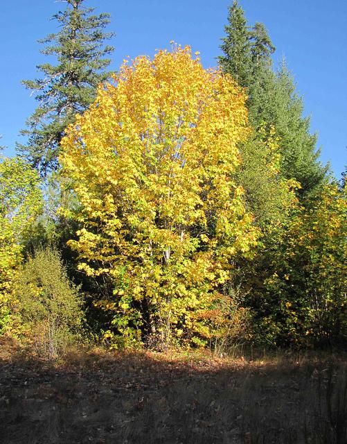 Acer Macrophyllum Big Leaf Maple Urban Garden Ecology 4395
