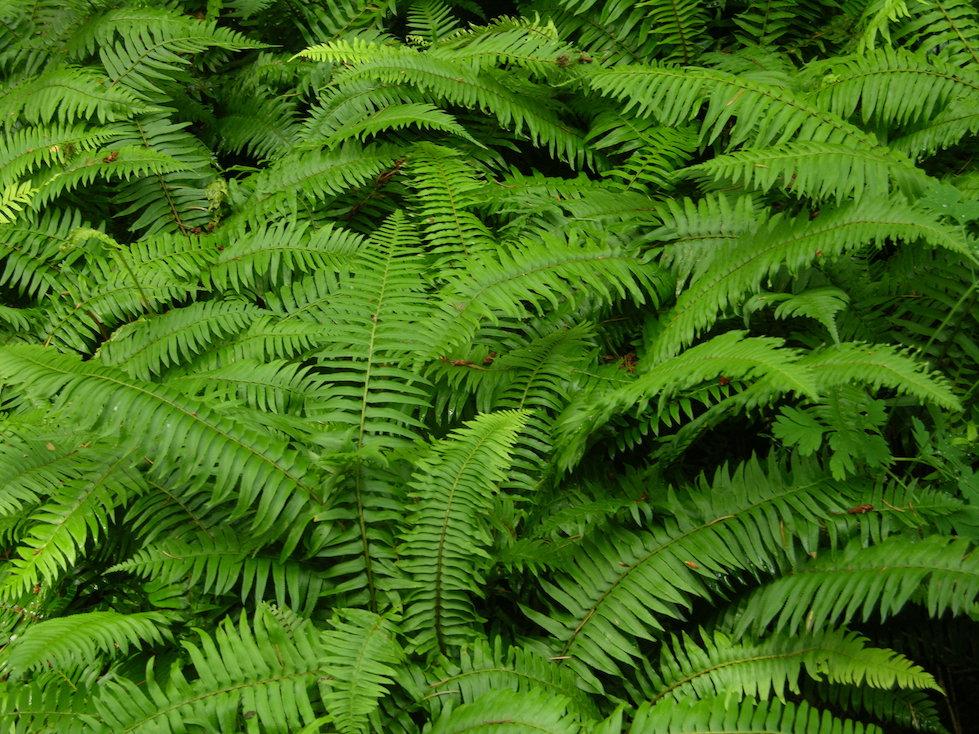 Polystichum Munitum - Sword Fern | Urban Garden Ecology