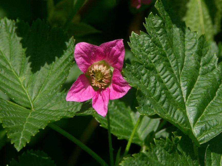 Rubus Spectabilis Salmonberry Urban Garden Ecology