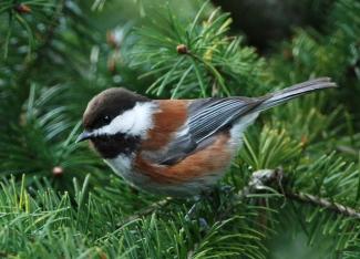 Chestnut-backed Chickadee 