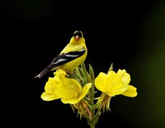 Goldfinch