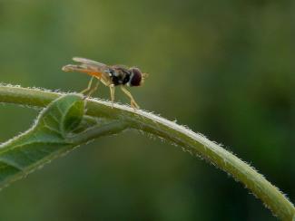 Hoverfly