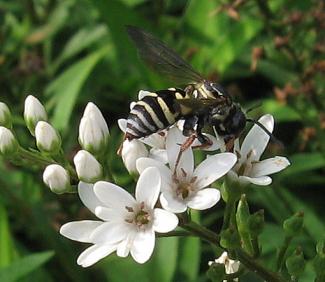 Cuckoo-bee