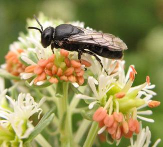 Hylaeus