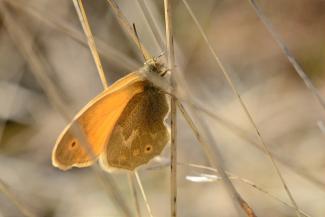 Coenonympha Tullia Ochracea - Ochre Ringlet 