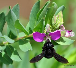 Giant Black Carpenter Bee