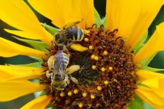 Female digger bees