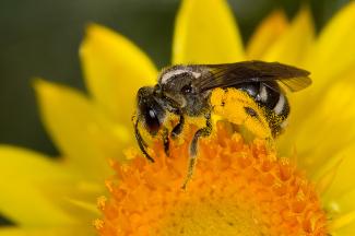 Lasioglossum