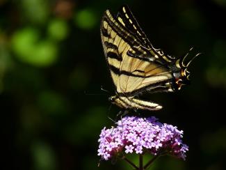 Papilio rutulus - Western Tiger Swallowtail