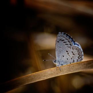 Celastrina Ladon - Spring Azure