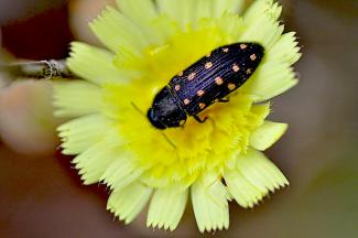 Acmaeodera