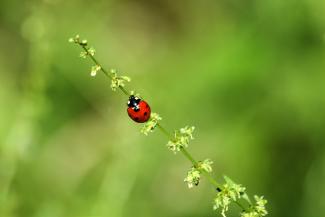 Coccinellidae