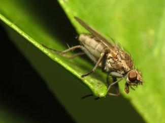 Seaweed-flies