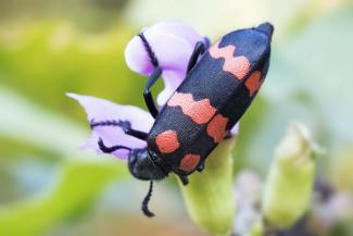 Blister beetle