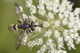 Conopid Fly