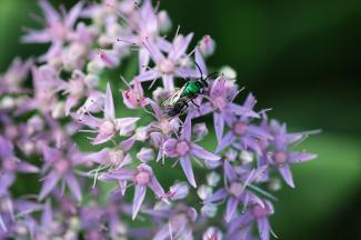 Sweat Bee