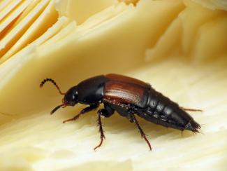 Rove beetle