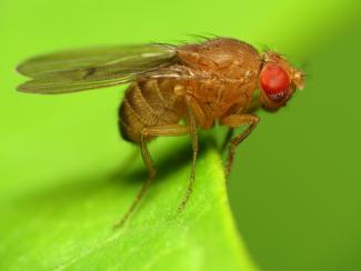 Pomace fly