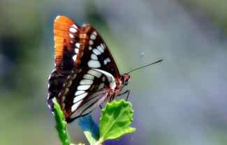 Limenitis Lorquini - Lorquin’s Admiral  