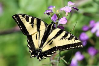 Papilio Rtulus - Western Tiger Swallowtail 