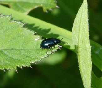 Chrysomelidae