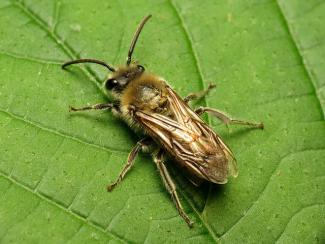 Cellophane Bee