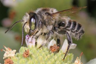 Leaf-cutting Bee