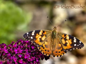 Vanessa Cardui - Painted Lady  