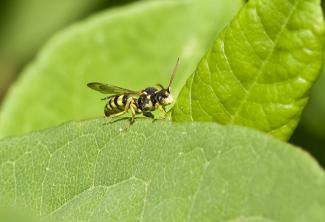 Cuckoo Bee