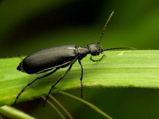 Blister-beetle