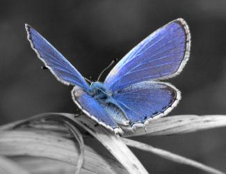 Cupido Amyntula - Western Tailed Blue