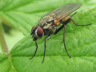 Leaf-mining flies