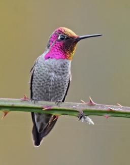 Anna's Hummingbird