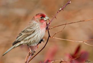 House Finch